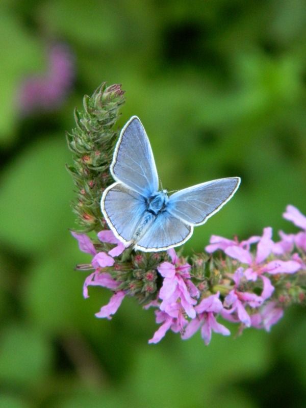 Fiocchetto azzurro